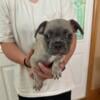 Rehoming frenchie puppy