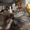 TICA female Maine Coon