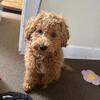 Miniature havanese poodle stud