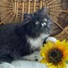 CFA Registered Persian Kittens lilac and white, lilac tortie, dilute calico, black and white