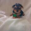 Yorkie puppies for sale