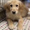 Golden Retriever male