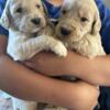 F1 Goldendoodle Puppies  Esko Mn