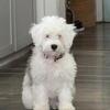 Mini Bernedoodle F2