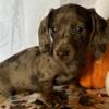 RTG! Registered Miniature Dachshund (Jane)