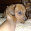 Dachshund puppies southern indiana