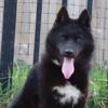 AKC STUD ONLY Black Siberian Husky