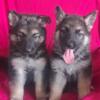 German Shepherd Puppies For Sale