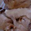 Beautiful sweet face Himalayan kittens will be ready soon!