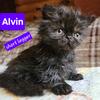 Alvin..short legged minuet