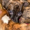 Sweet Adorable 2 month old Dutch Shepherd puppies