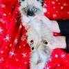 gorgeous  ragdoll text 6146805251