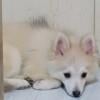 Pomsky female 4 months old