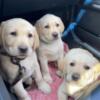 Beautiful AKC registered lab puppies