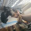 Yorkie pups