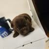 Chocolate and 2 brindle Yorkie pups males and 1 girl