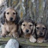 Elegant English Cream Miniature Dachshund Puppies!