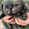 Adorable Chiweenie Puppies 