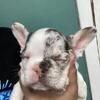 Fluffy carrier Frenchies