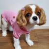 Best Colored Cavalier King Charles Spaniel