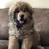 Tibetan Mastiff Puppies