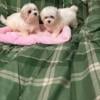 Maltipoo Puppies 