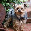 STUD SERVICE YORKSHIRE TERRIER  CHAMPION BLOODLINES.       $500    AKC   PROVEN  WITH MULTIPLE LITTERS.
