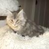 Blue Silver Tabby Maine Coon Christmas Pick up available
