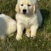 English Cream Golden Retrievers