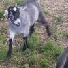 Pygmy & silkie fainting goat cross