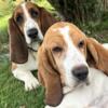 AKC Registered Basset Hound Puppies