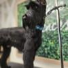 Giant Schnauzers just born 9/20