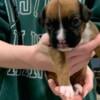 AKC Boxers for Sale Brindle and Fawn colors females and males