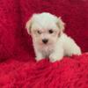 Maltese/Shih Tzu Puppies