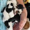 Cheagles Chihuahua/Beagle Puppies