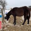 AQHA filly: San Peppy Lulu