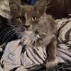 Kitten looking for a wonderful home 