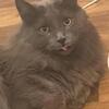Long haired Russian Blue male cat