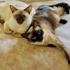 2 purebred siamese cats. 