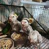Baby cockatiels 