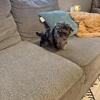 Yorkiepoos pups looking for homes