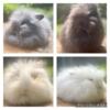 Lionhead bunny rabbits