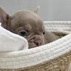 Isabella & Tan Male French Bulldog Puppy – Dozer