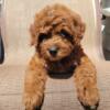 Mini Goldendoodle- Holland