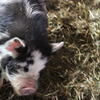 American Guinea Hog ~ kune kune hog cross