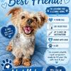 4Yo CKC Male Yorkie Male😍🥰🥰