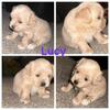 Puppies