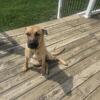 8 month old German Shepard mix