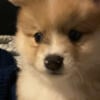 Adorable Pomeranian Male Puppy - Born Jan 21st