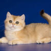 Arsa ny 11 black golden shaded color baby girl british shorthair